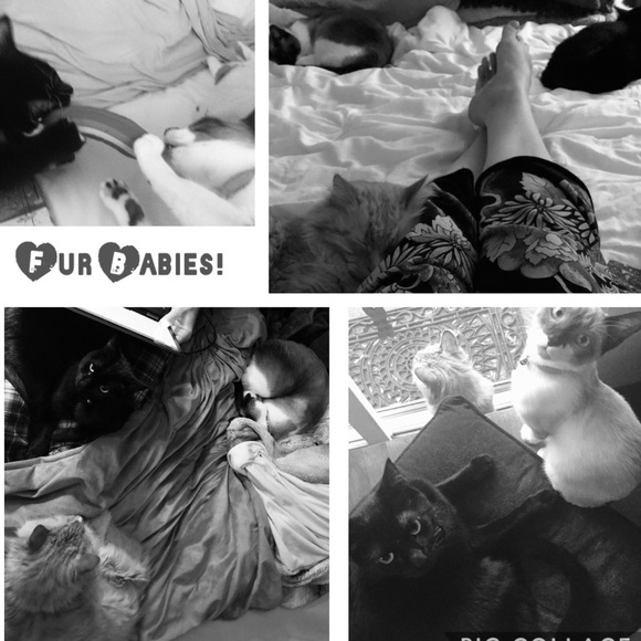 CRAZY CAT LADY FOR LIFE! 🐈🐈🐈🐈 - Picture 2 of 8